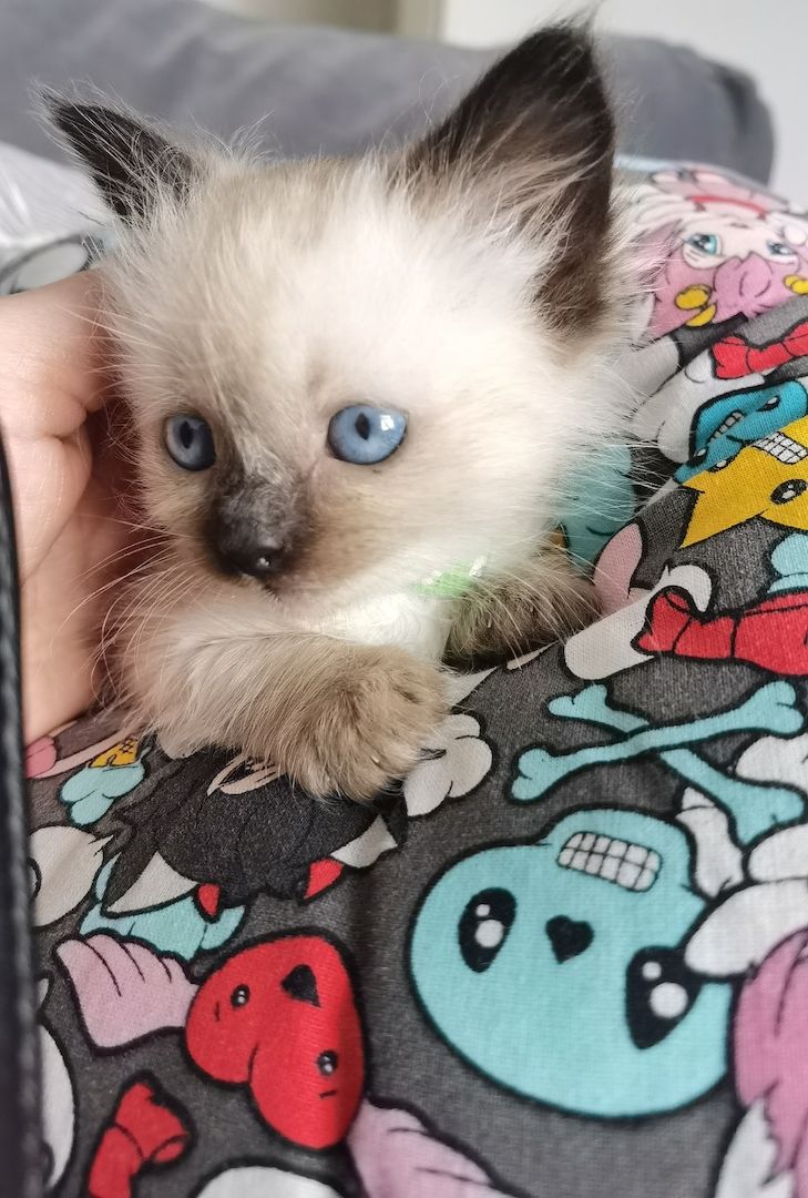 Ragdoll Kitten Ragdoll Kitten