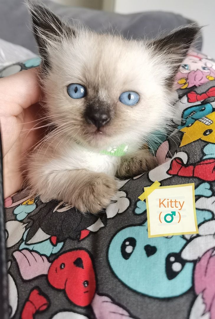 Ragdoll Kitten Ragdoll Kitten