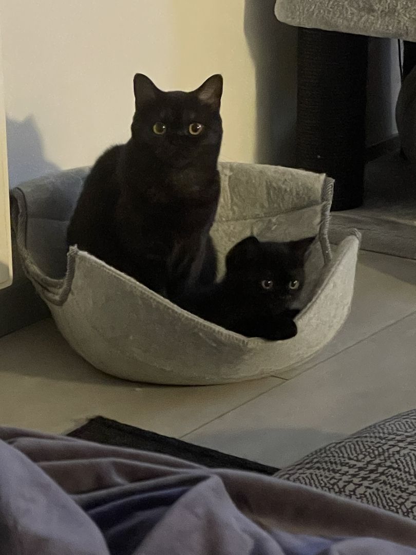 BKH Kitten BKH Kitten