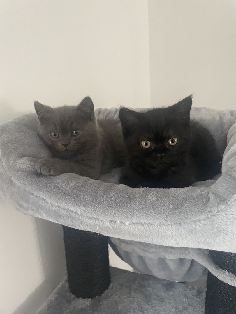 BKH Kitten BKH Kitten