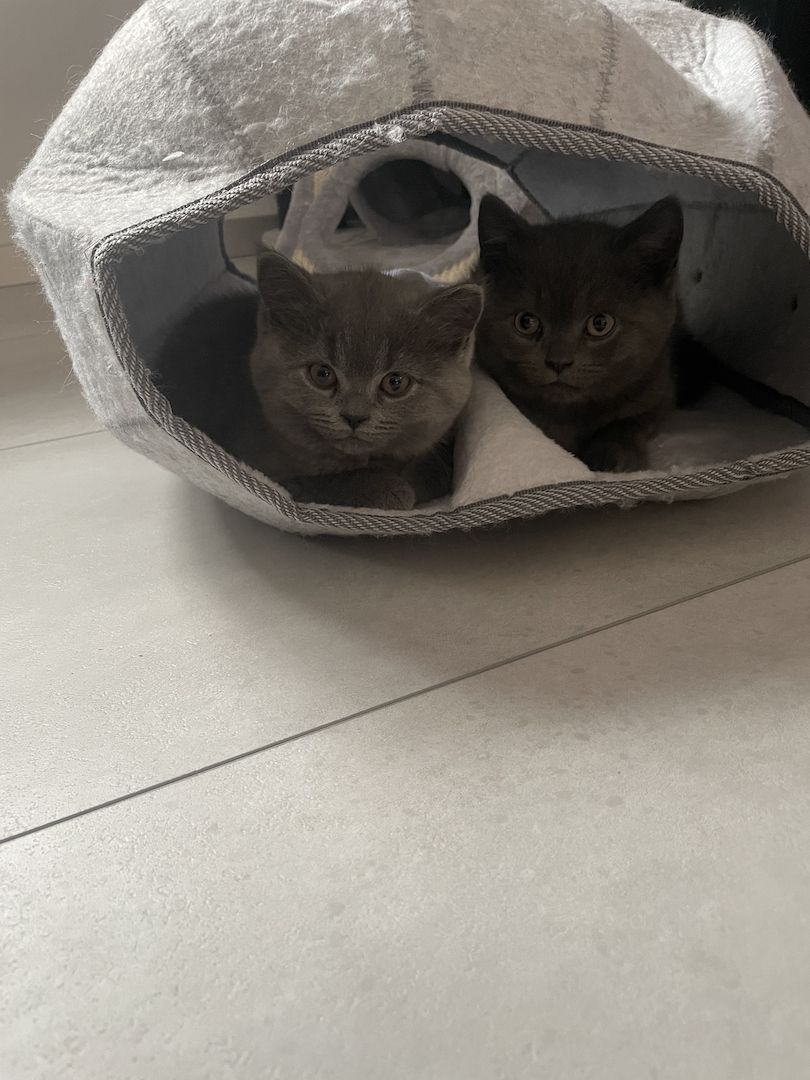 BKH Kitten BKH Kitten
