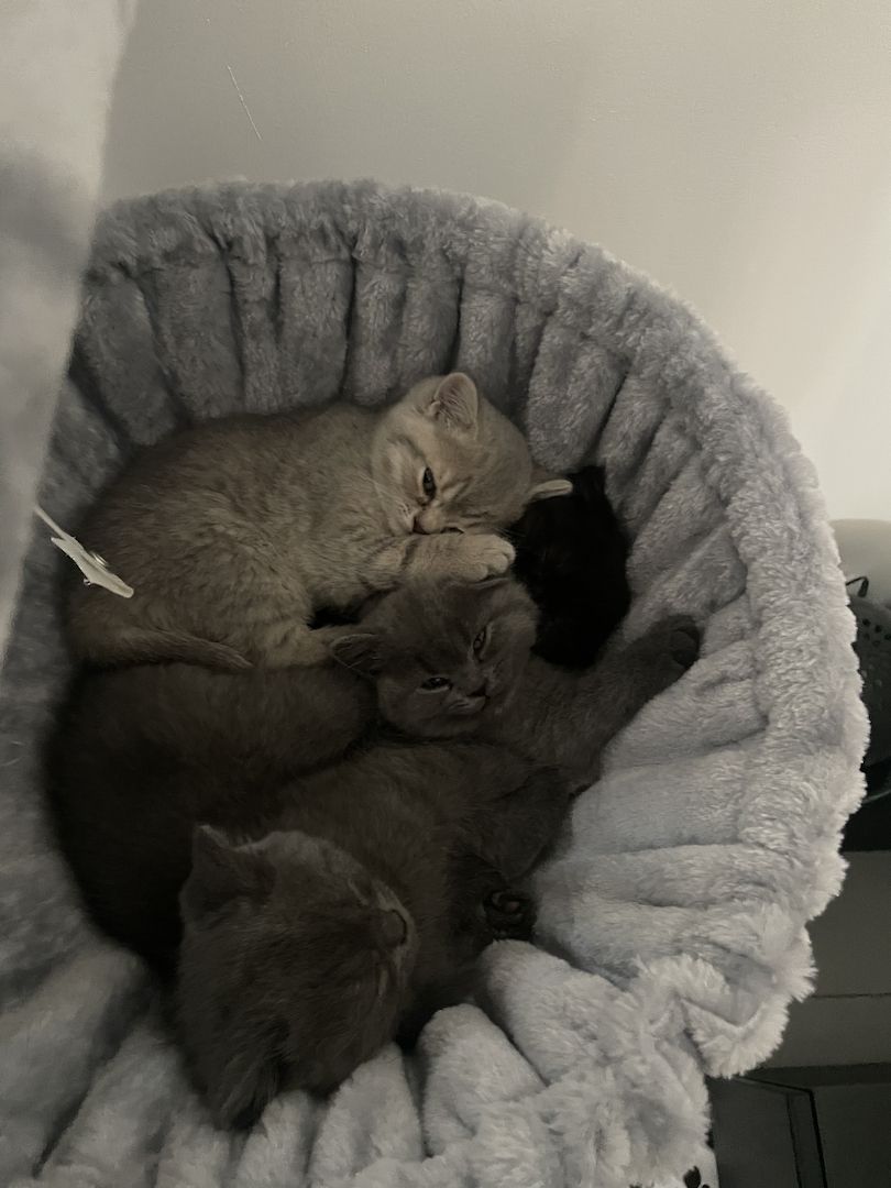 BKH Kitten BKH Kitten