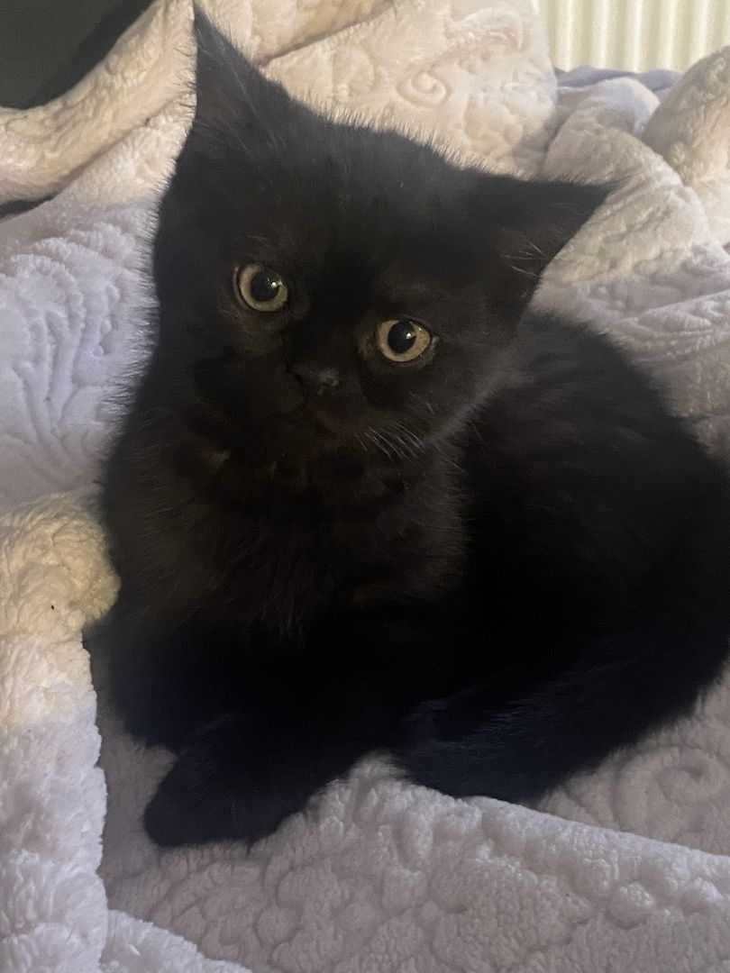 BKH Kitten BKH Kitten