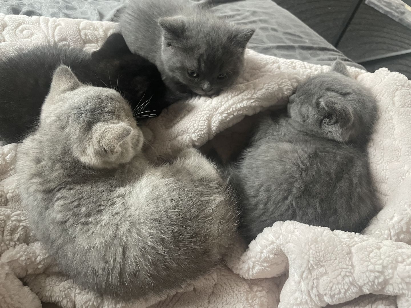 BKH Kitten BKH Kitten