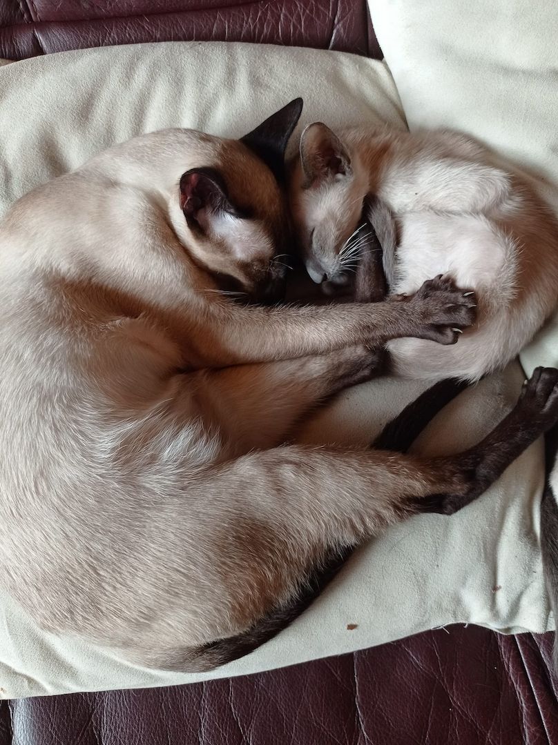 Siam Kätzchen Siam Kätzchen