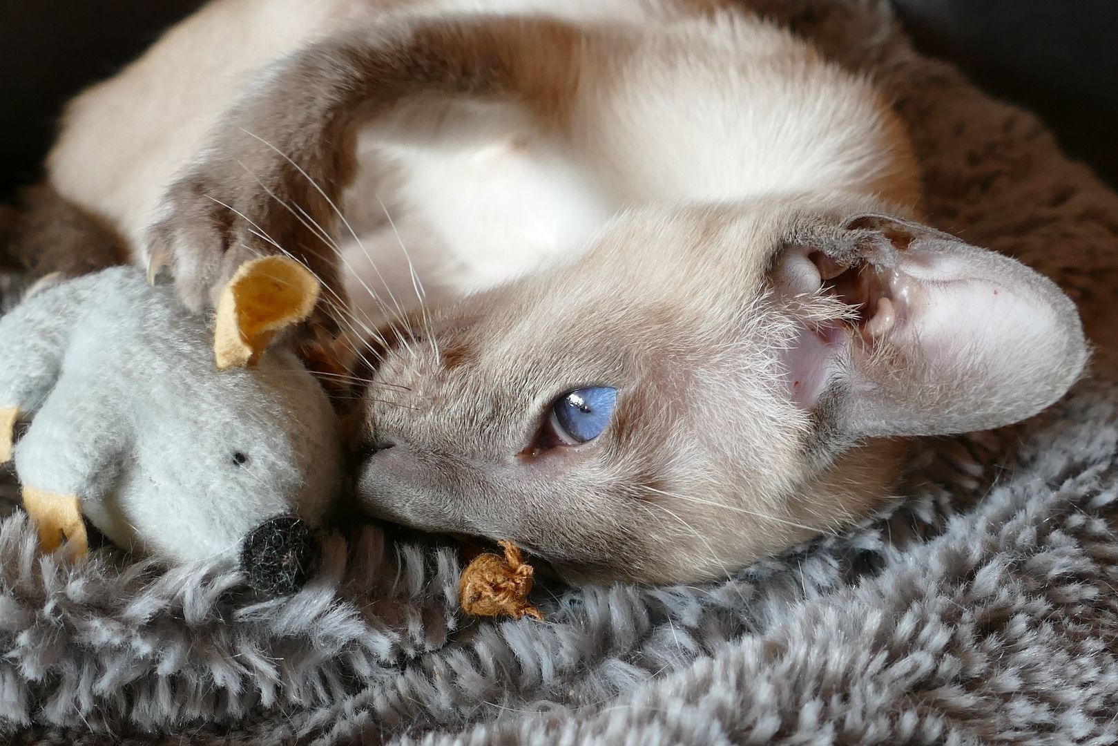 Siam Kätzchen Siam Kätzchen