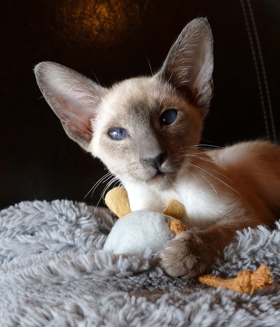 Siam Kätzchen Siam Kätzchen