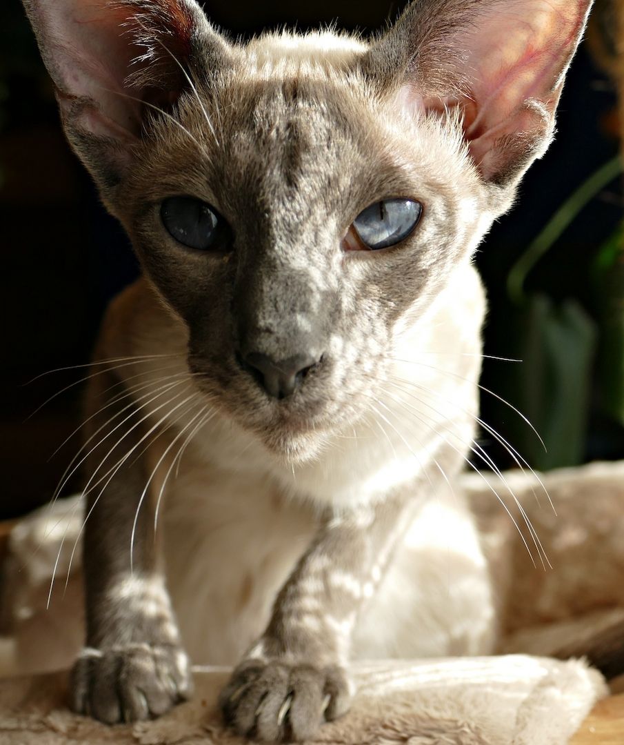 Siam Kätzchen Siam Kätzchen