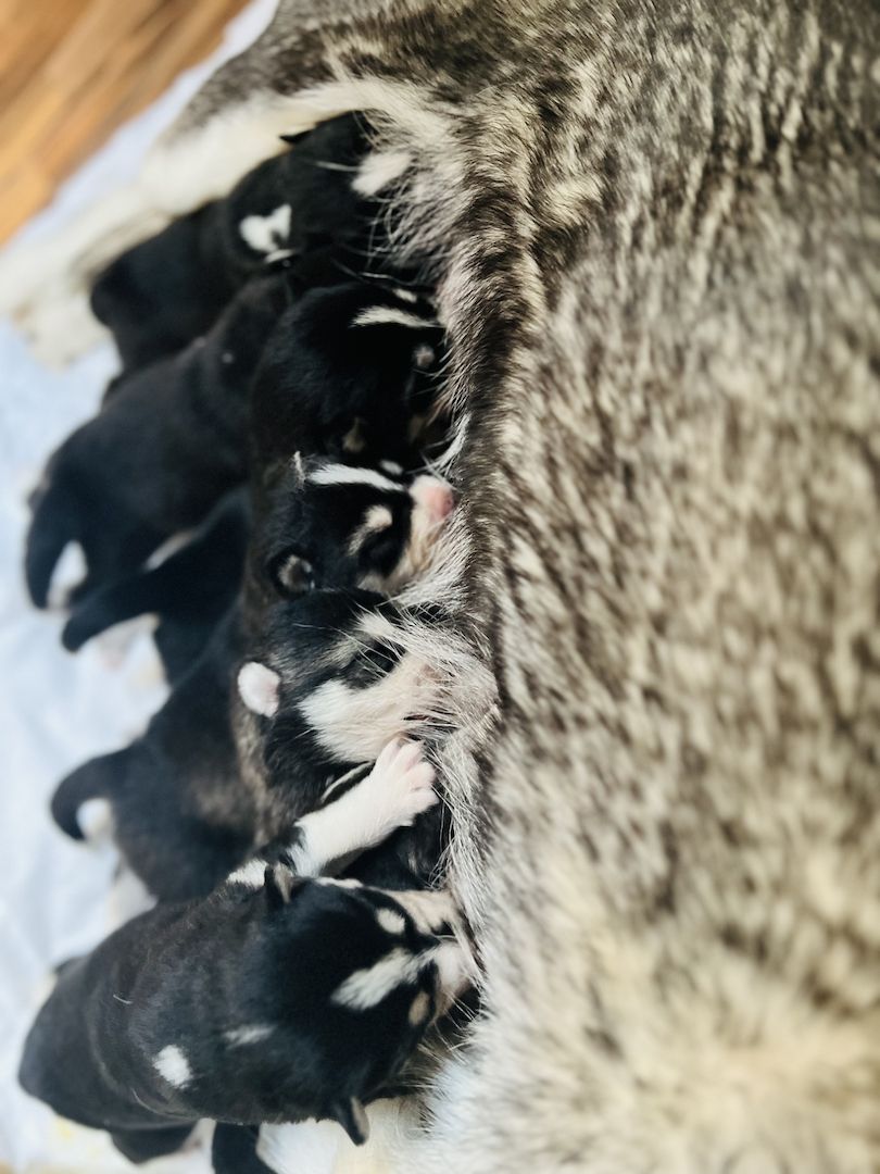 Traumhafte Huskywelpen Blaue Augen