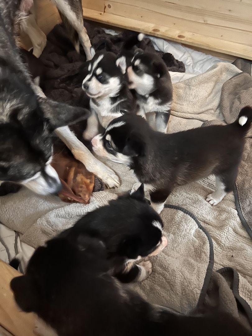 Traumhafte Huskywelpen Blaue Augen