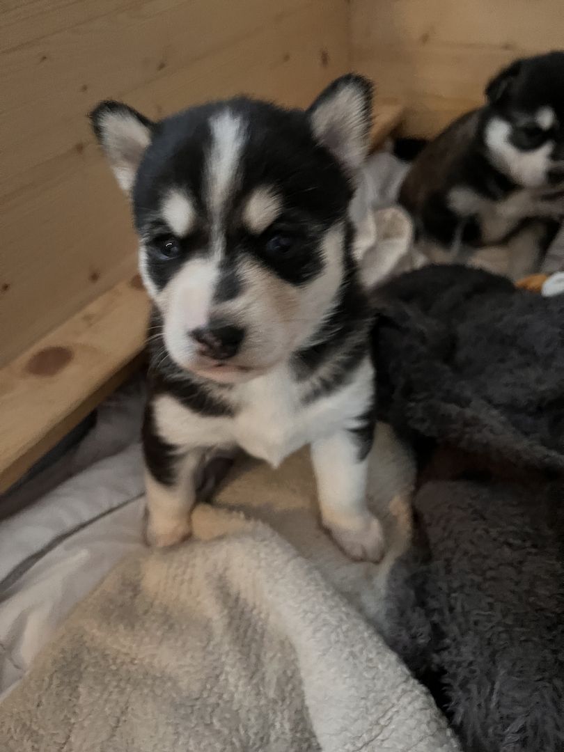 Traumhafte Huskywelpen Blaue Augen