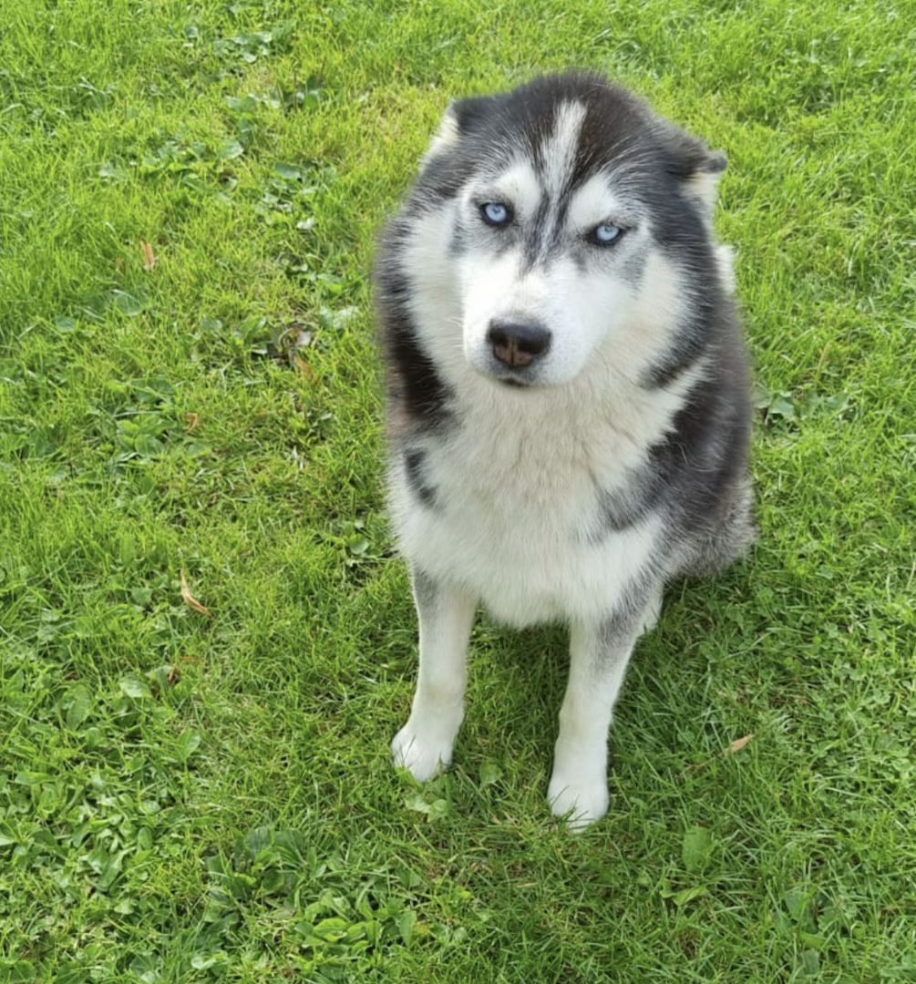 Traumhafte Huskywelpen Blaue Augen