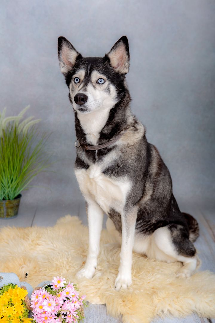 Traumhafte Huskywelpen Blaue Augen