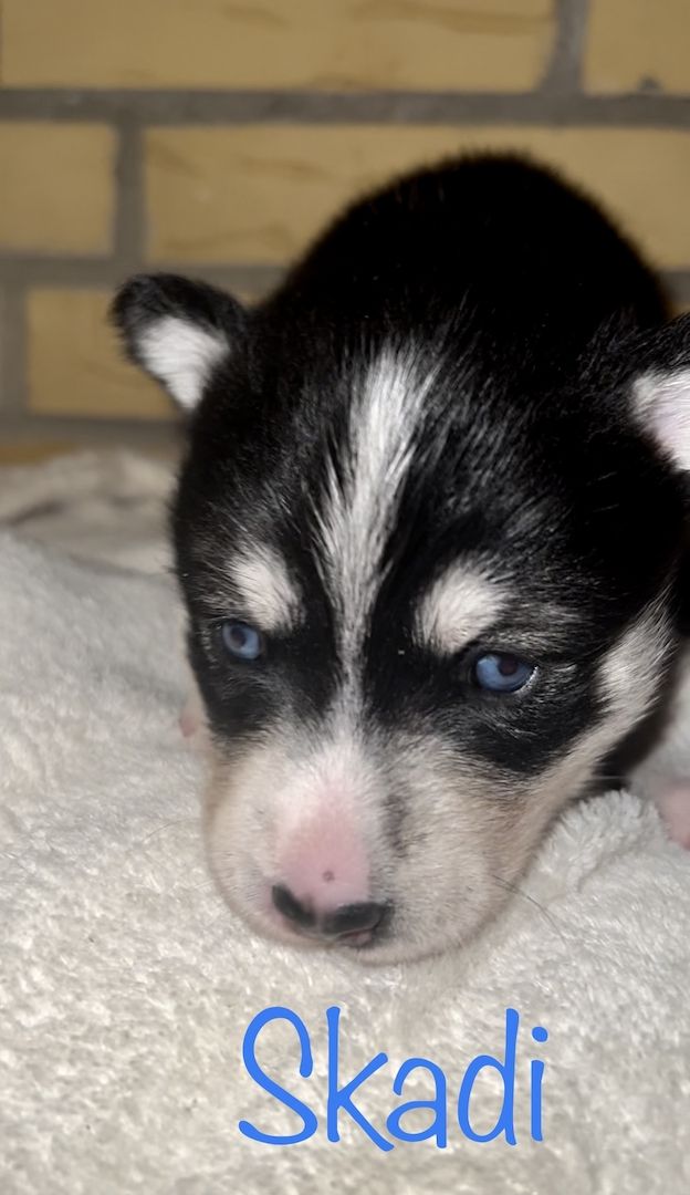 Traumhafte Huskywelpen Blaue Augen
