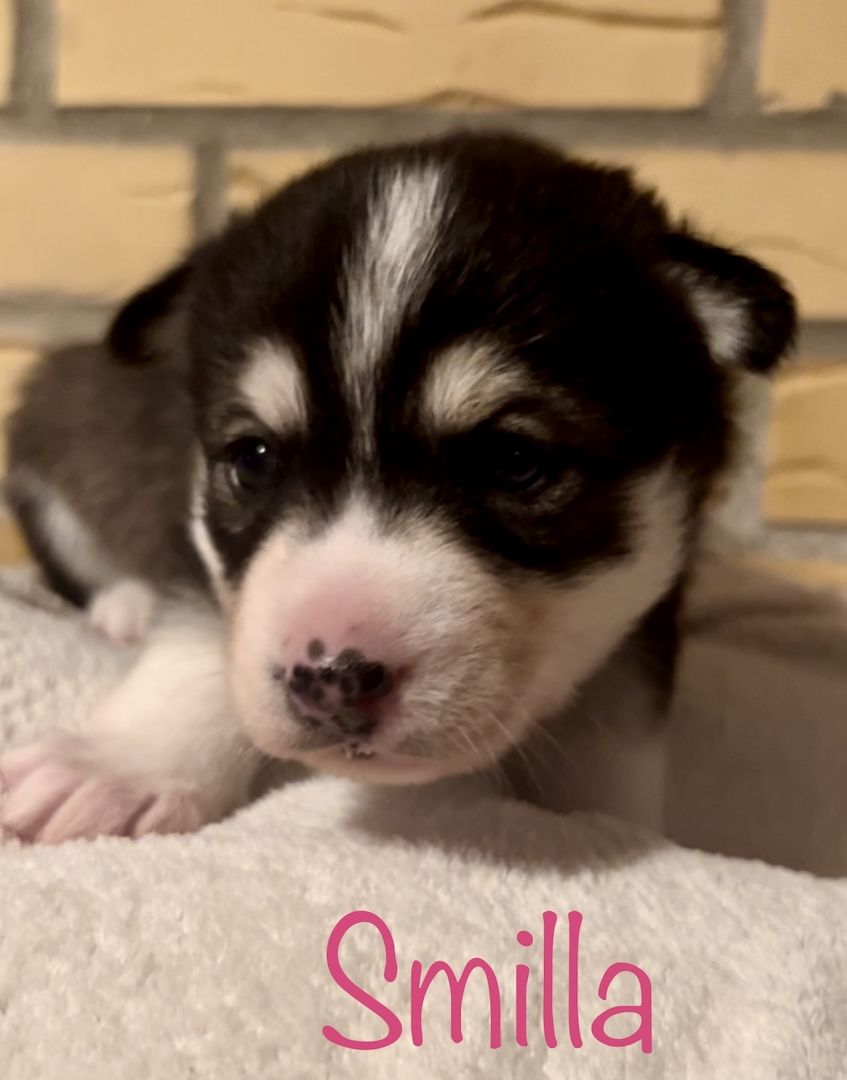 Traumhafte Huskywelpen Blaue Augen