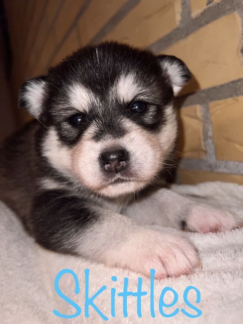 Traumhafte Huskywelpen Blaue Augen