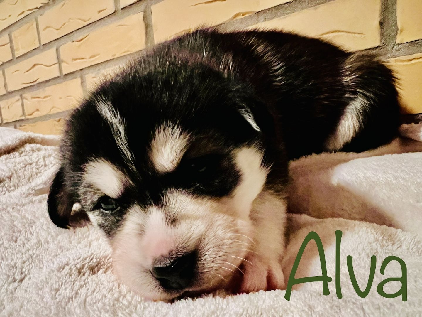 Traumhafte Huskywelpen Blaue Augen