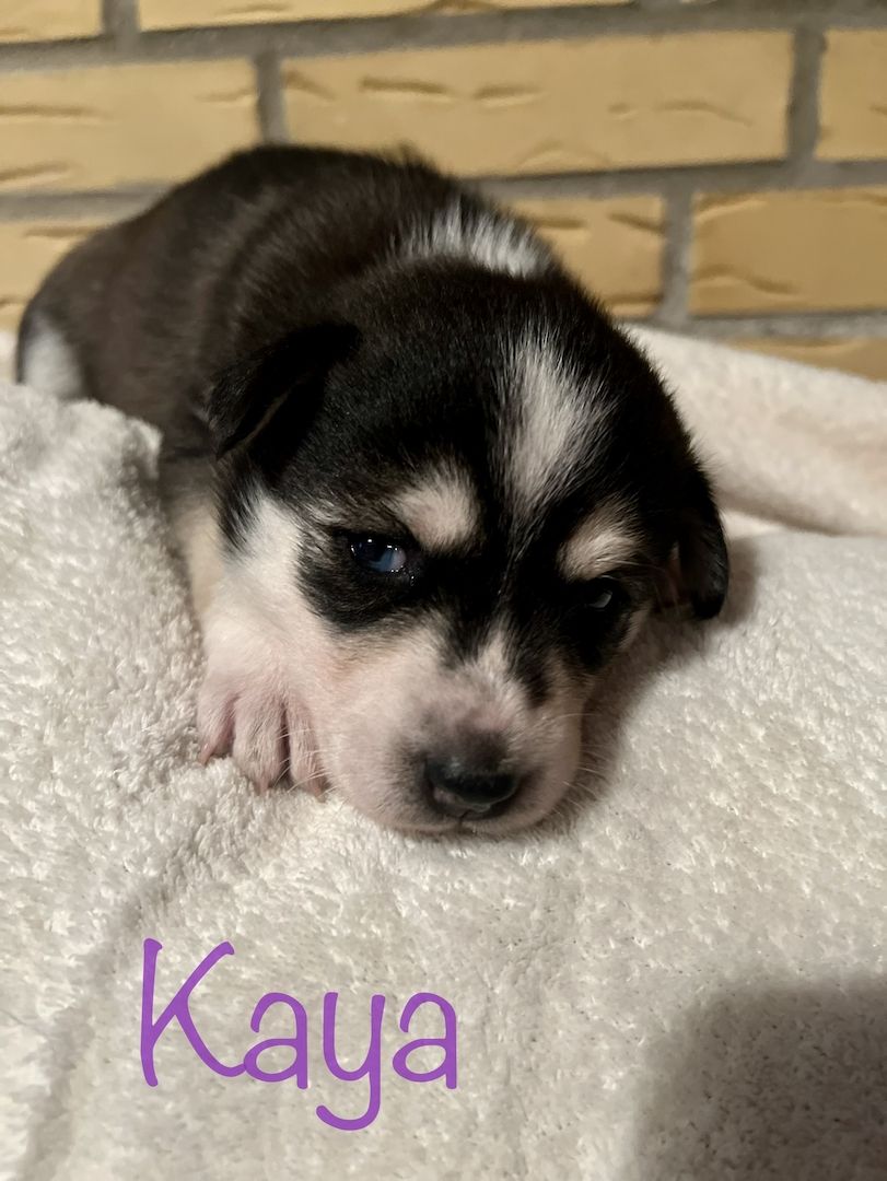 Traumhafte Huskywelpen Blaue Augen