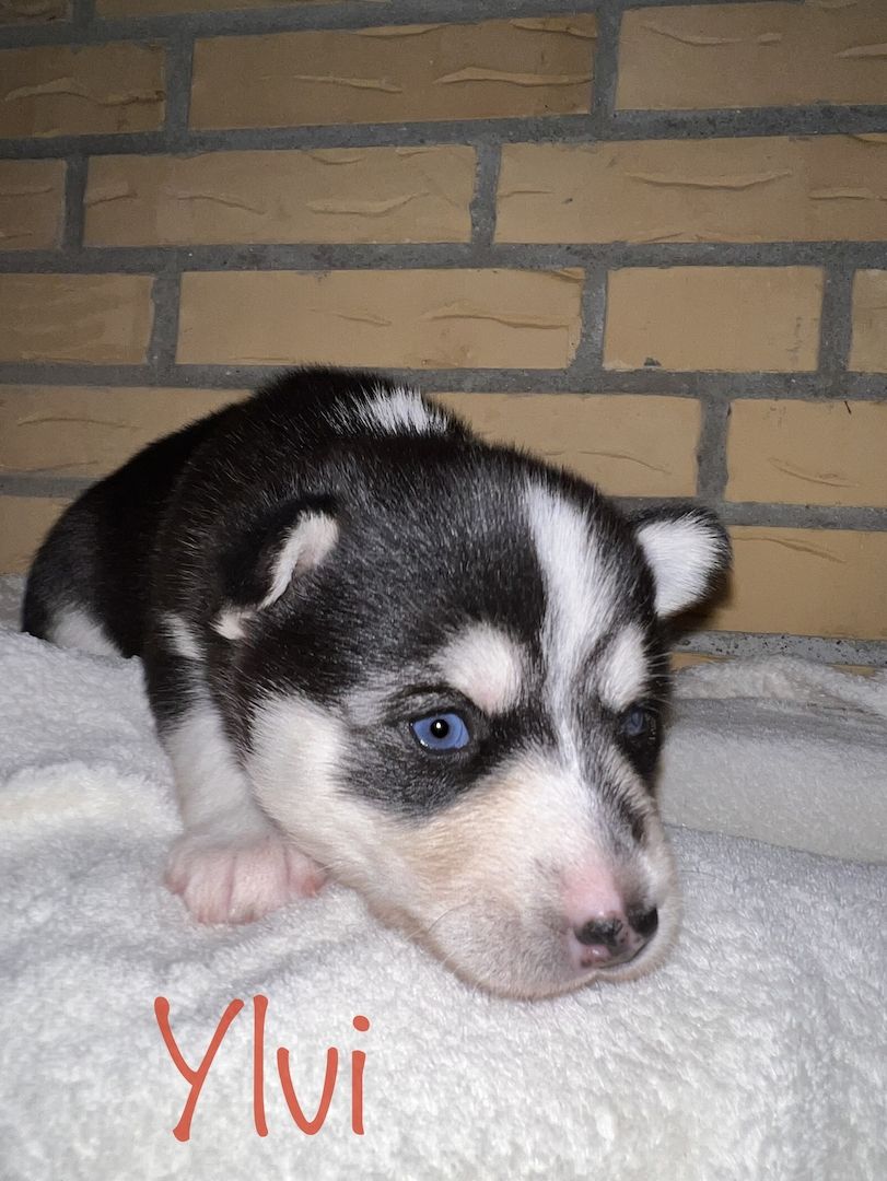 Traumhafte Huskywelpen Blaue Augen
