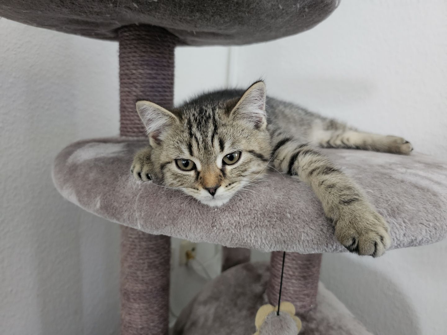 BKH - Geschwister abzugeben