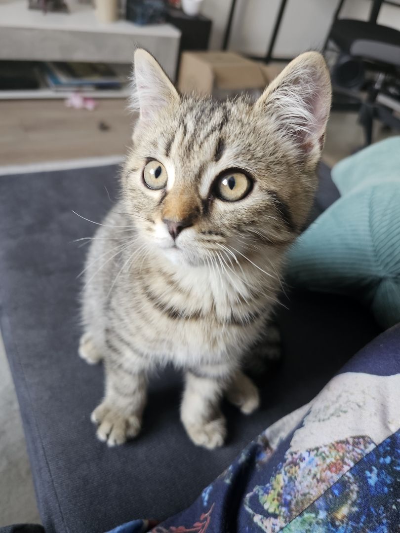 BKH - Geschwister abzugeben