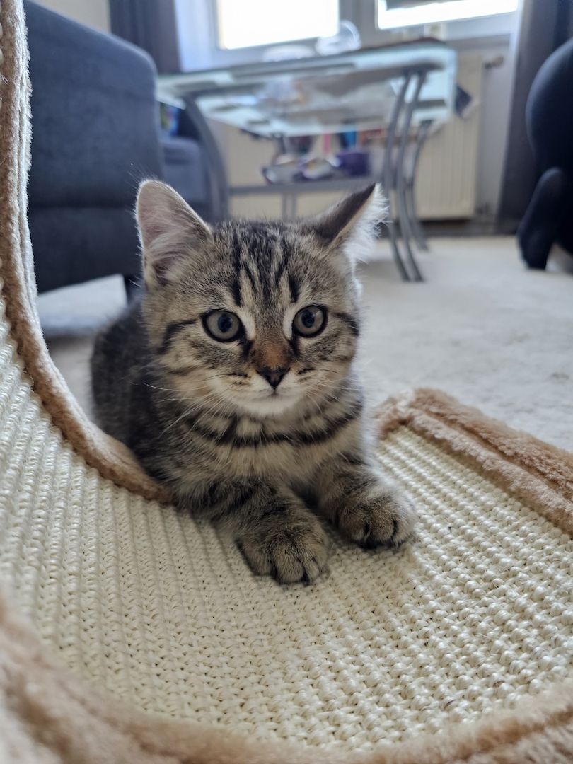 BKH - Geschwister abzugeben