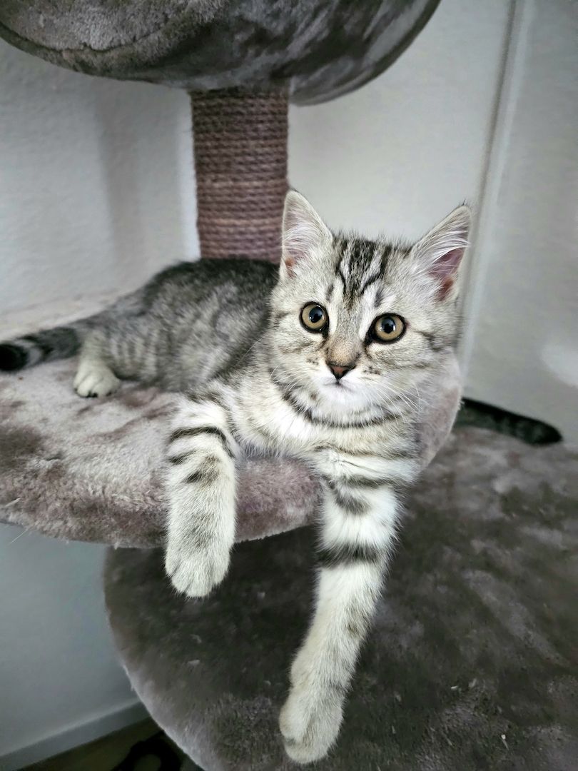 BKH - Geschwister abzugeben