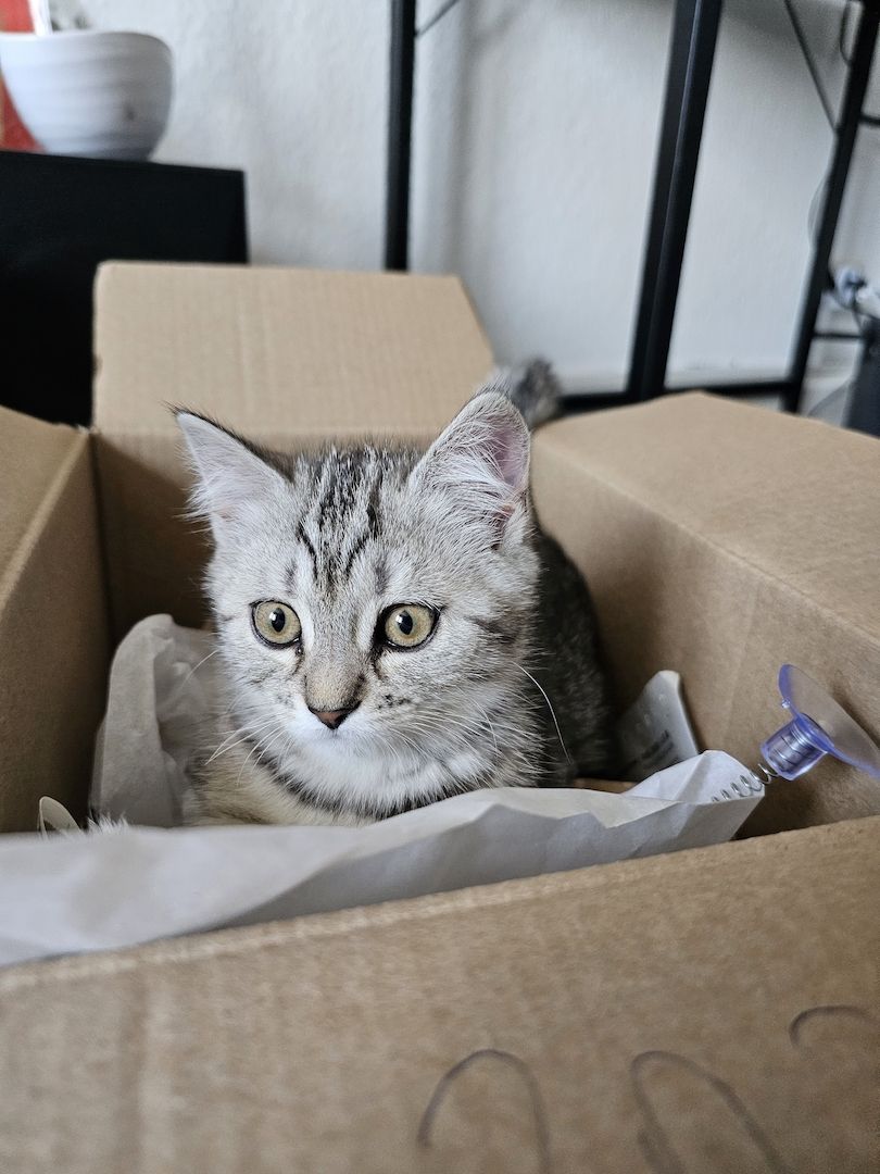 BKH - Geschwister abzugeben