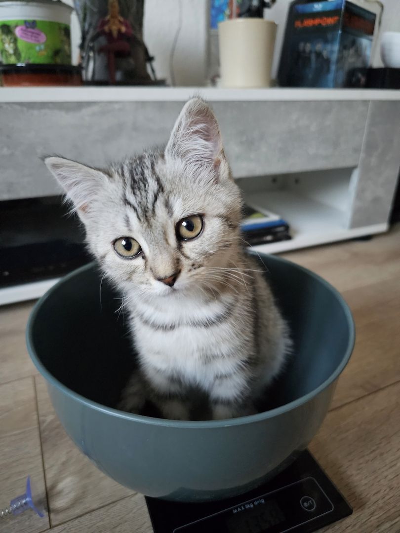 BKH - Geschwister abzugeben