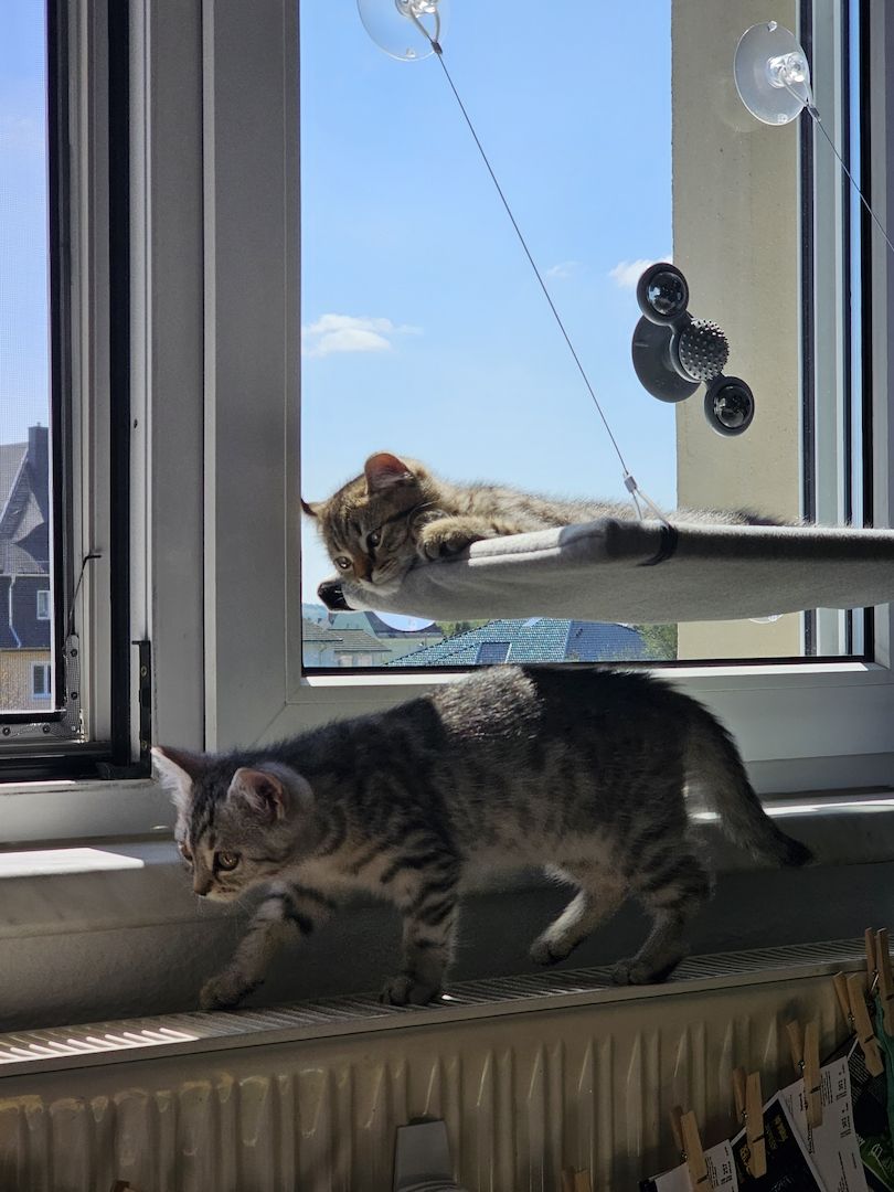 BKH - Geschwister abzugeben