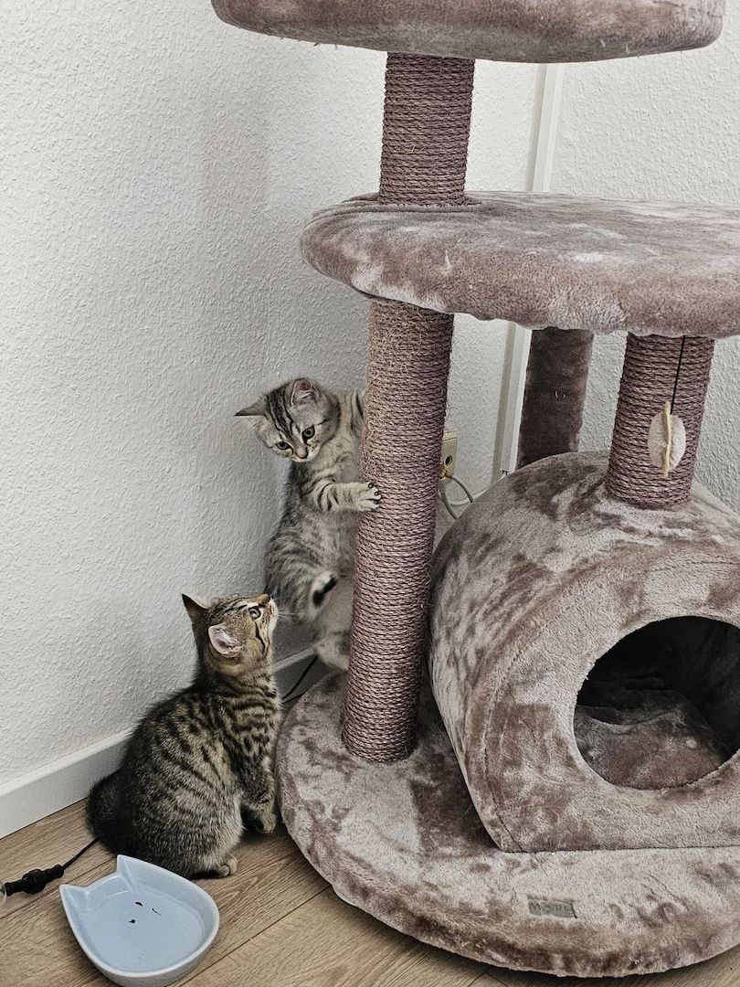 BKH - Geschwister abzugeben