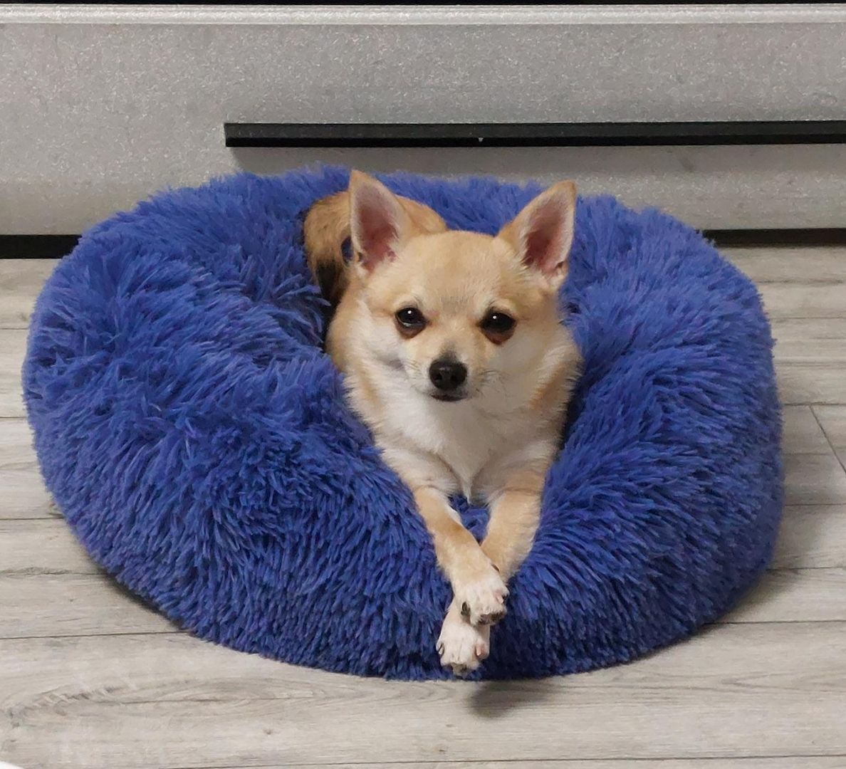 Mailou sucht neues Zuhause