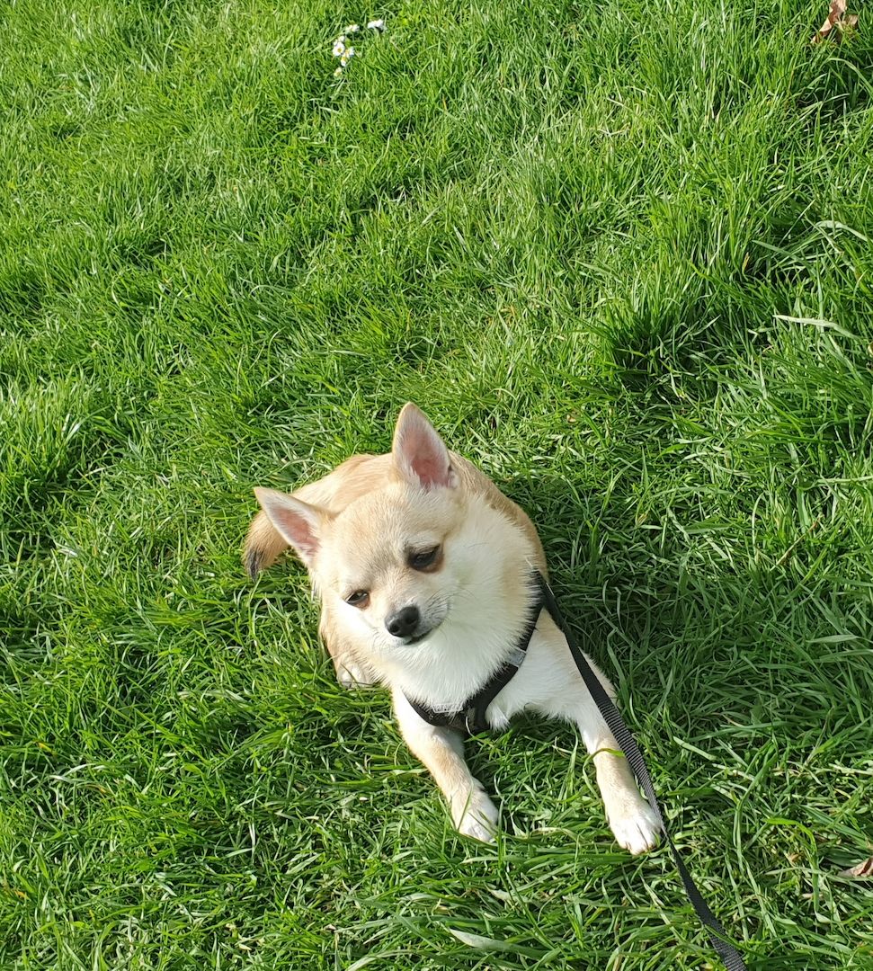 Mailou sucht neues Zuhause