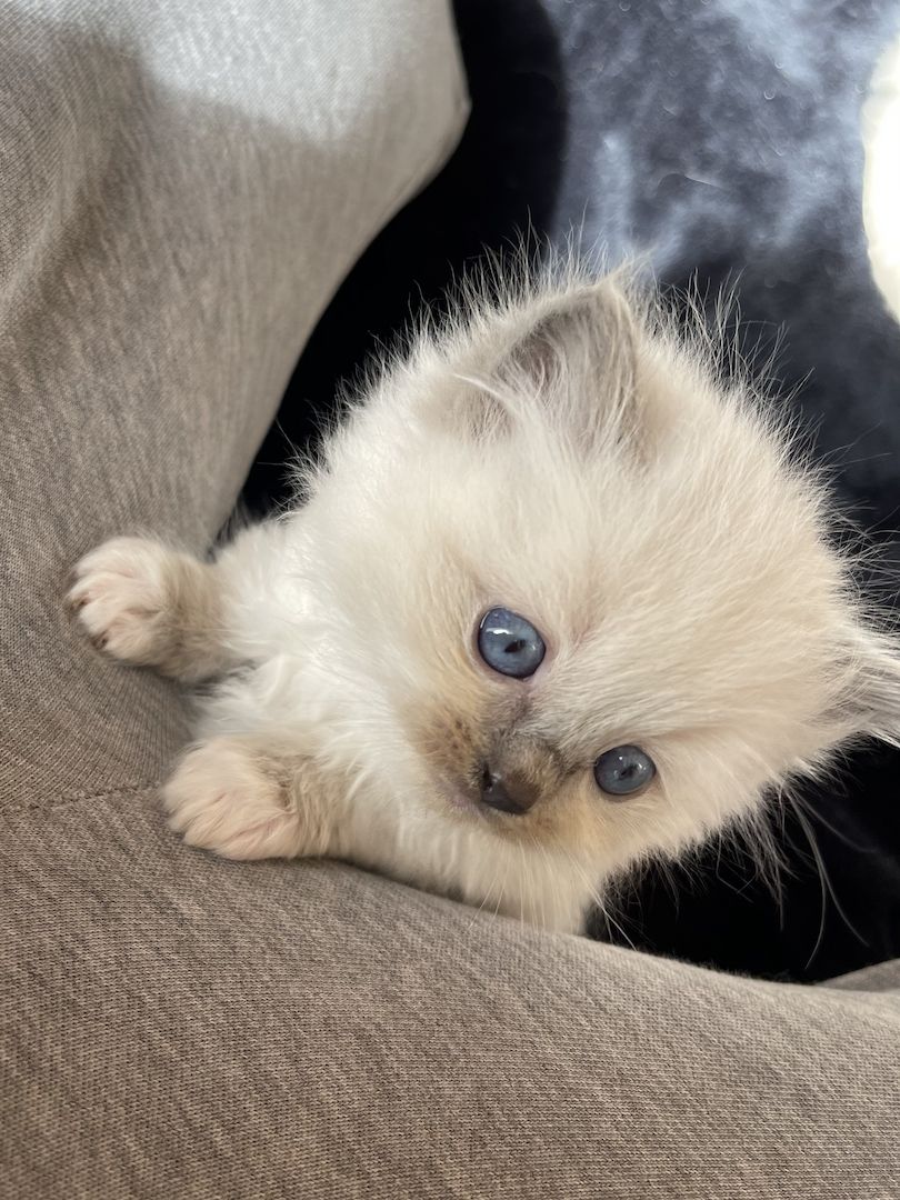 Ragdoll Kitten verschmauster Kater sucht ein Zuhause