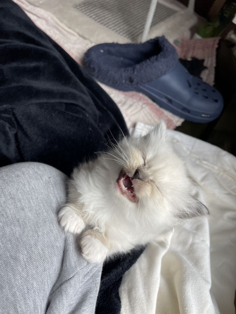 Ragdoll Kitten verschmauster Kater sucht ein Zuhause