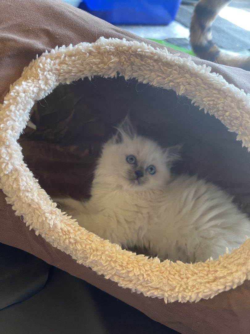 Ragdoll Kitten verschmauster Kater sucht ein Zuhause