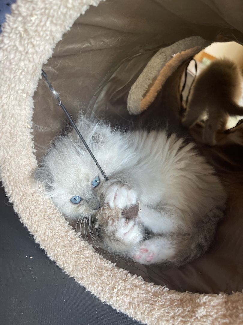 Ragdoll Kitten verschmauster Kater sucht ein Zuhause