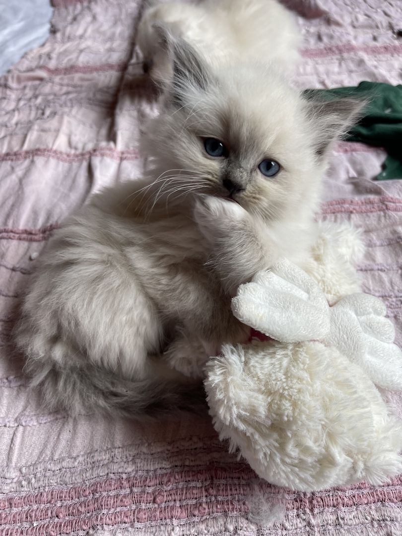 Ragdoll Kitten verschmauster Kater sucht ein Zuhause