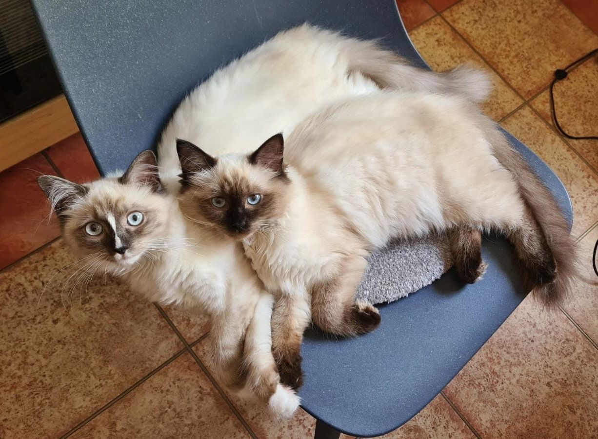Ragdoll Kitten verschmauster Kater sucht ein Zuhause