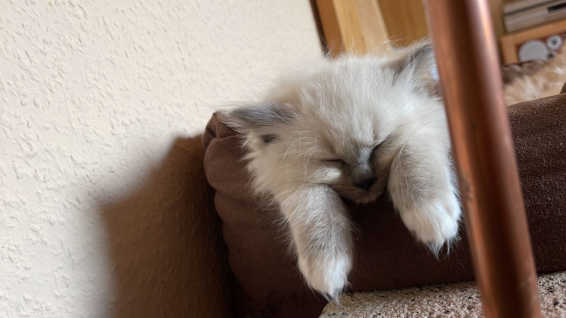 Ragdoll Kitten verschmauster Kater sucht ein Zuhause