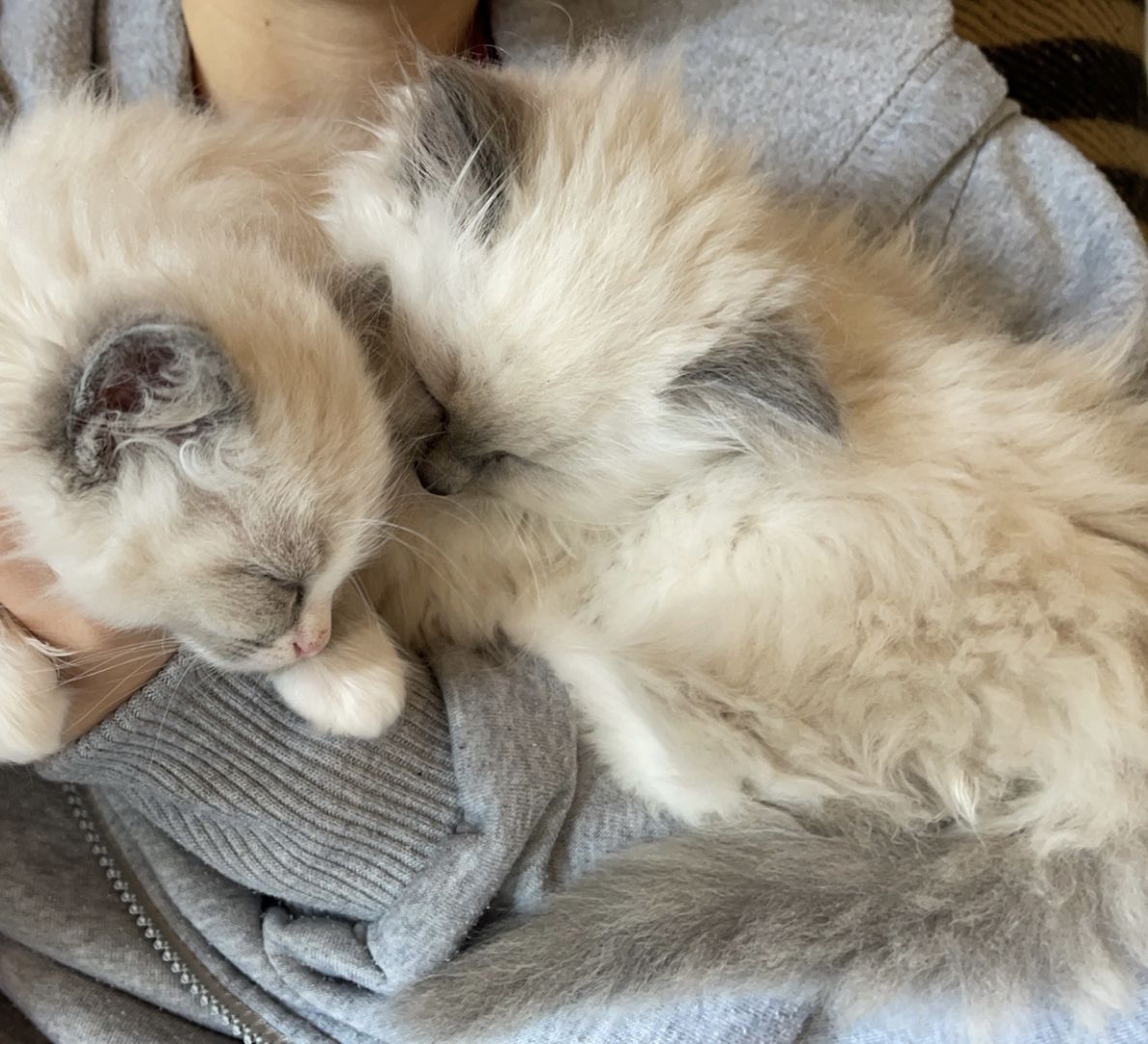 Ragdoll Kitten verschmauster Kater sucht ein Zuhause