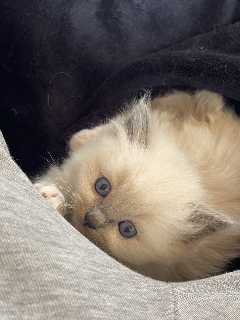 Ragdoll Kitten verschmauster Kater sucht ein Zuhause