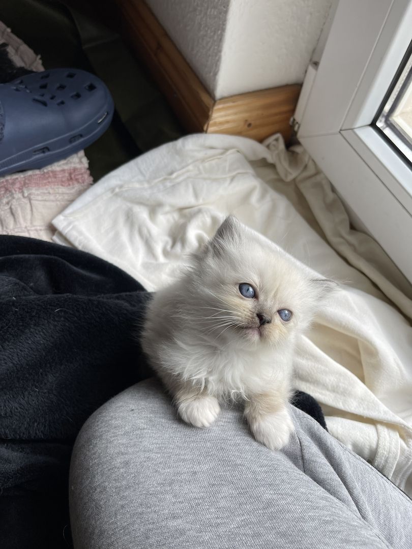 Ragdoll Kitten verschmauster Kater sucht ein Zuhause