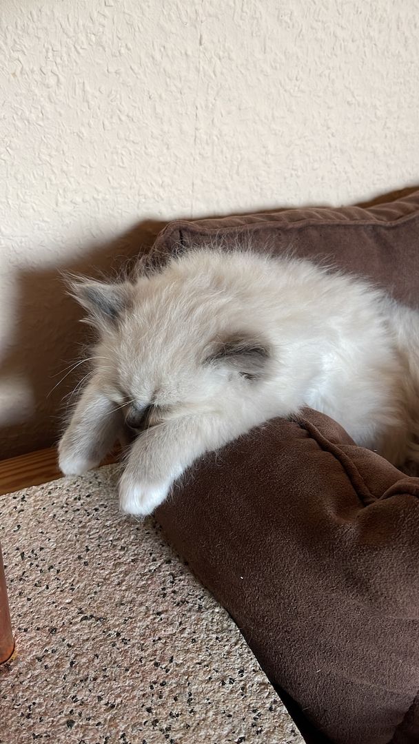 Ragdoll Kitten verschmauster Kater sucht ein Zuhause