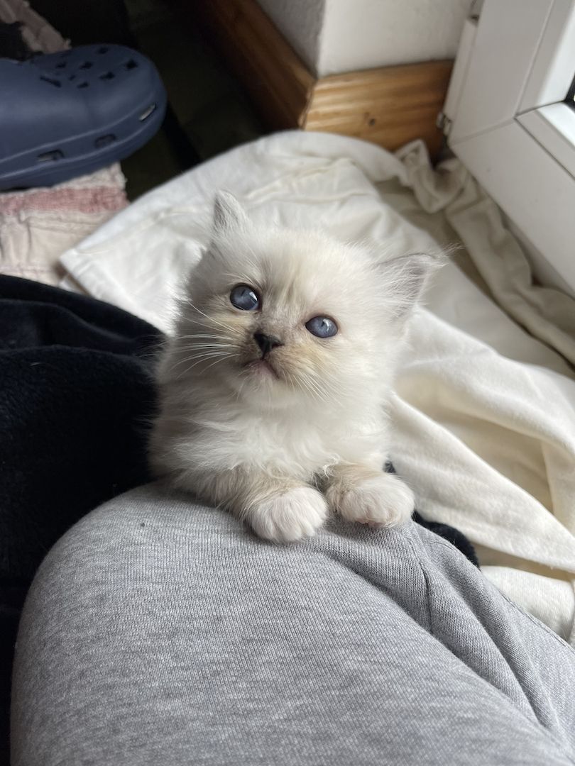 Ragdoll Kitten verschmauster Kater sucht ein Zuhause