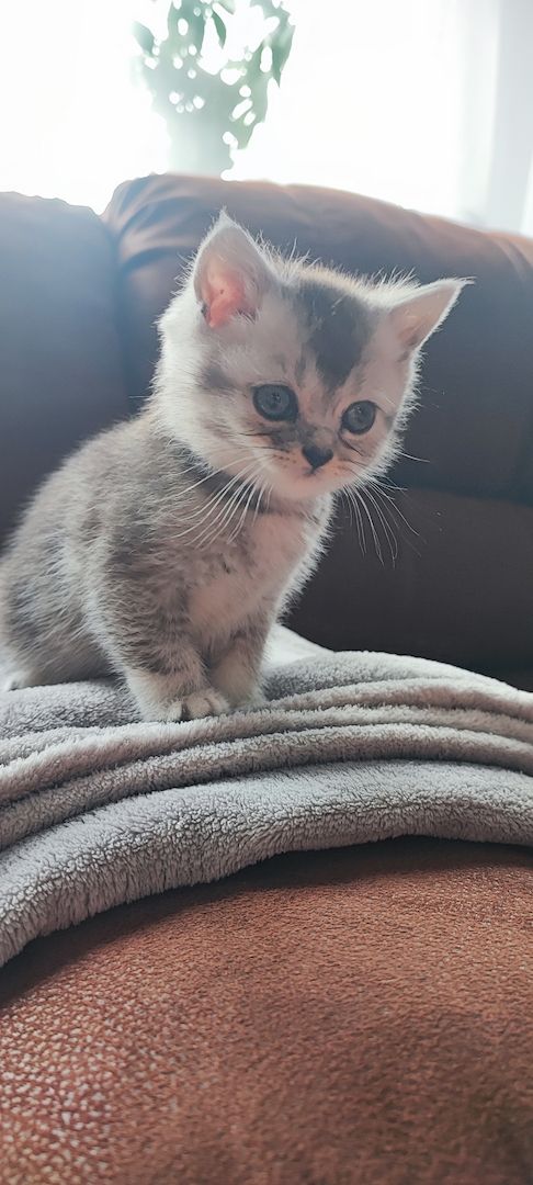 Süße BKH Kitten