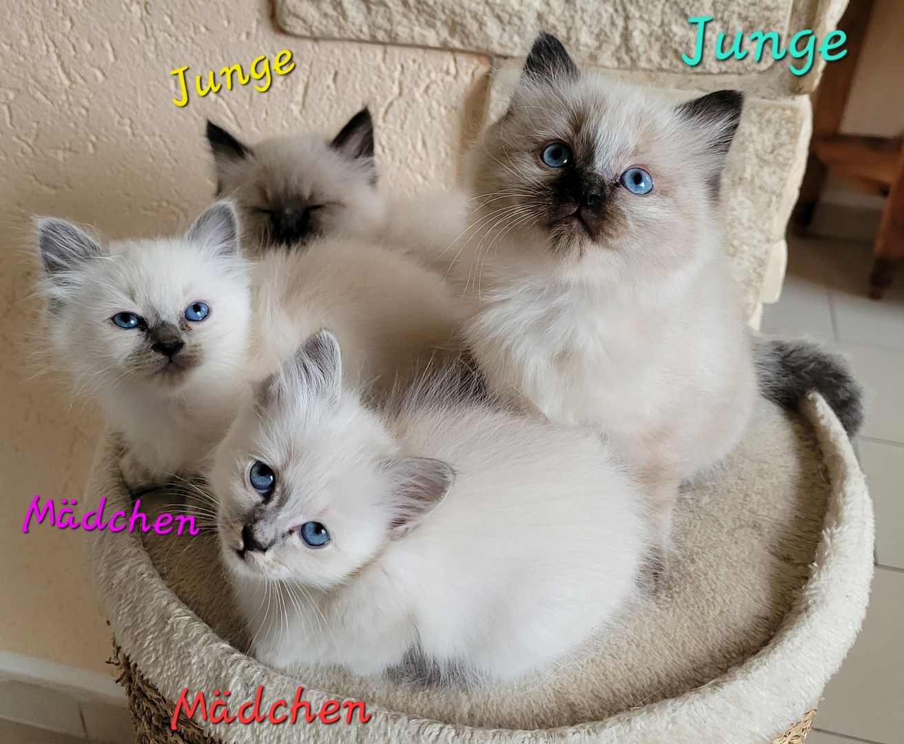 Heilige Birma Kitten supersüß 2Kätche 3 Kater