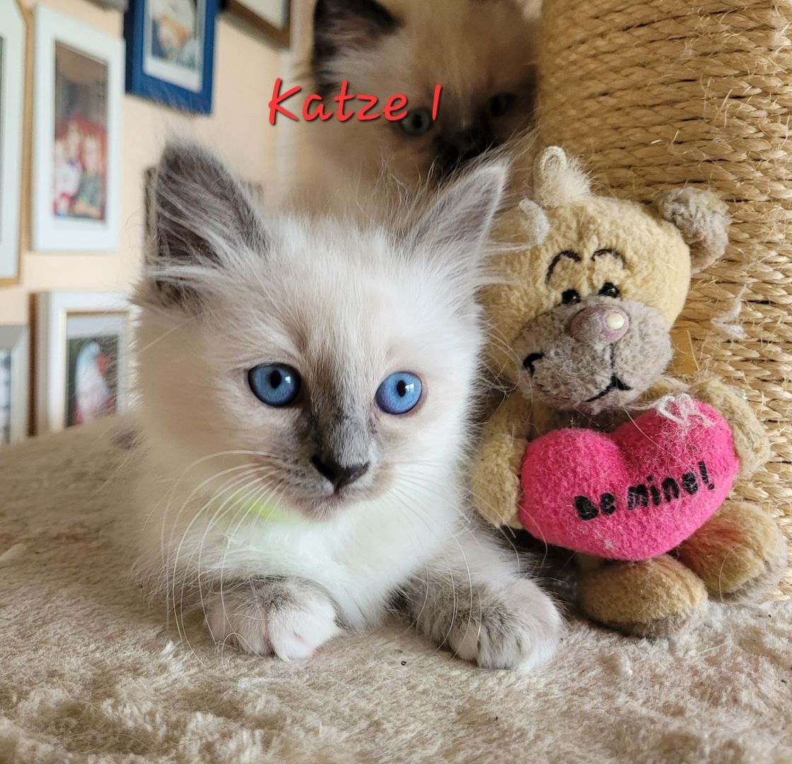 Heilige Birma Kitten supersüß 2Kätche 3 Kater