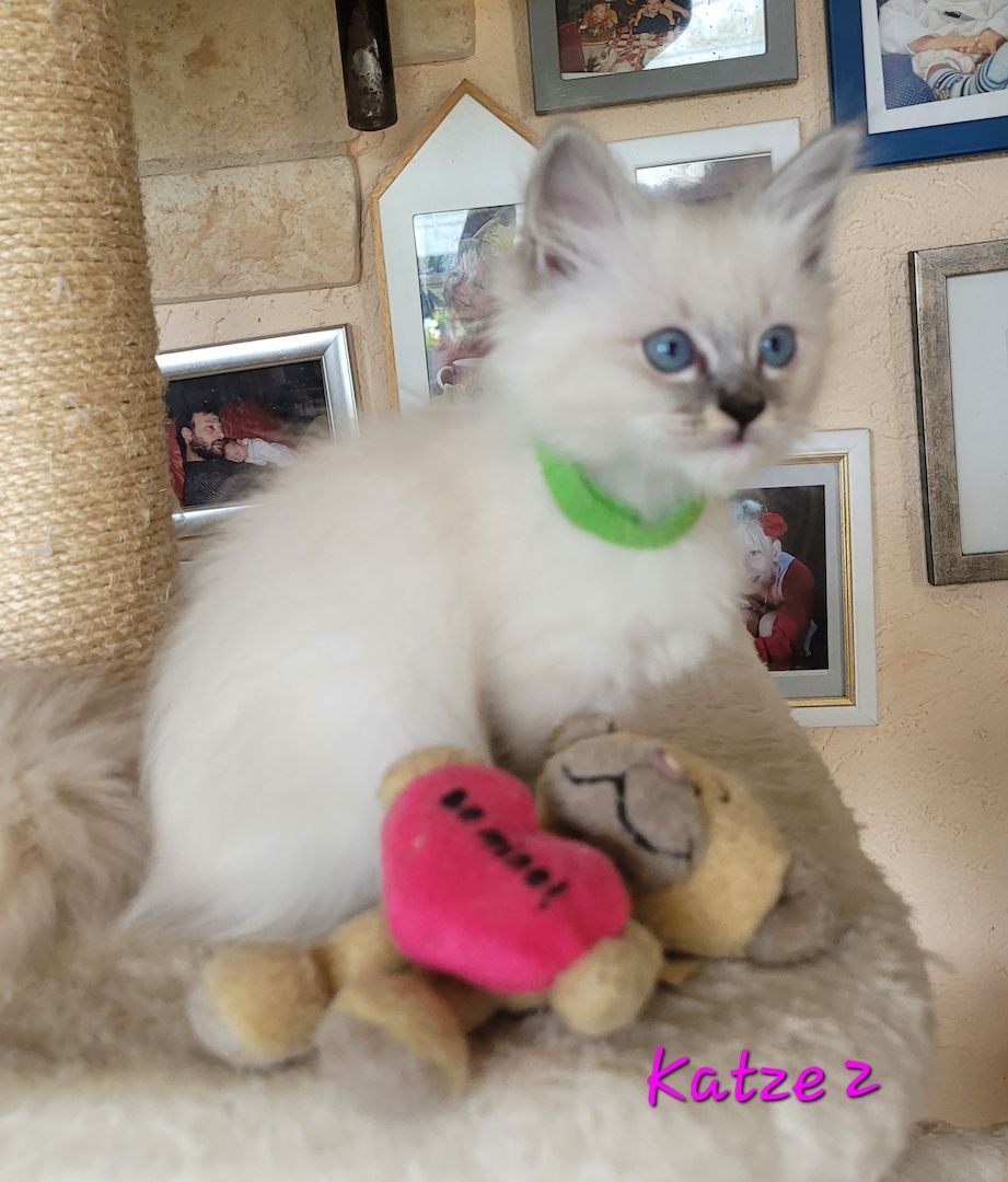 Heilige Birma Kitten supersüß 2Kätche 3 Kater