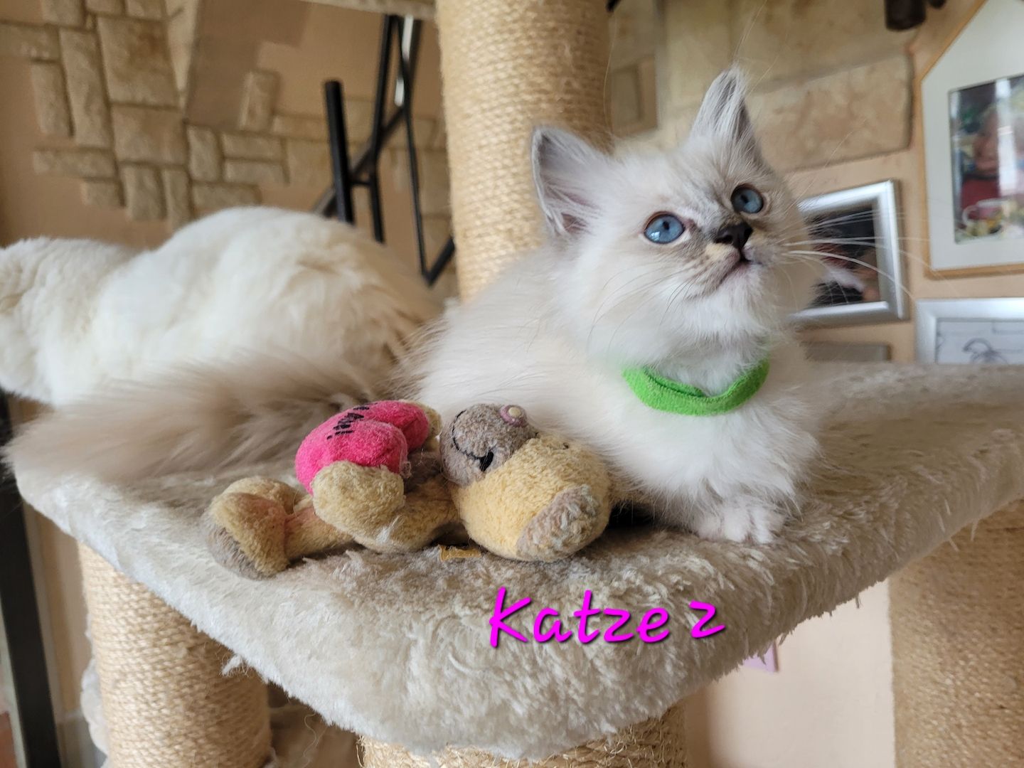 Heilige Birma Kitten supersüß 2Kätche 3 Kater